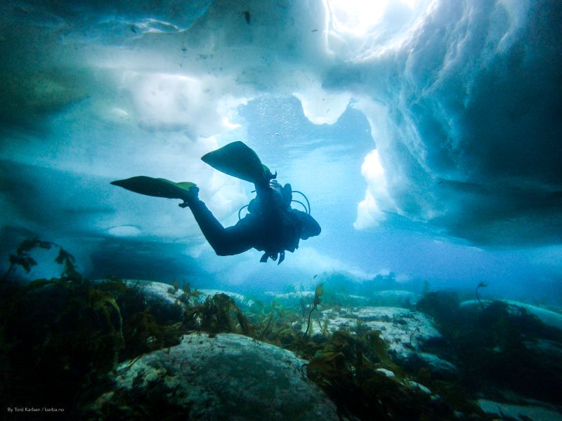 Walk with a whale and see the pollution below the surface of the sea - Nordplus Horizontal