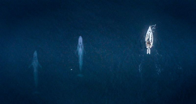 Walk with a whale and see the pollution below the surface of the sea - Nordplus Horizontal