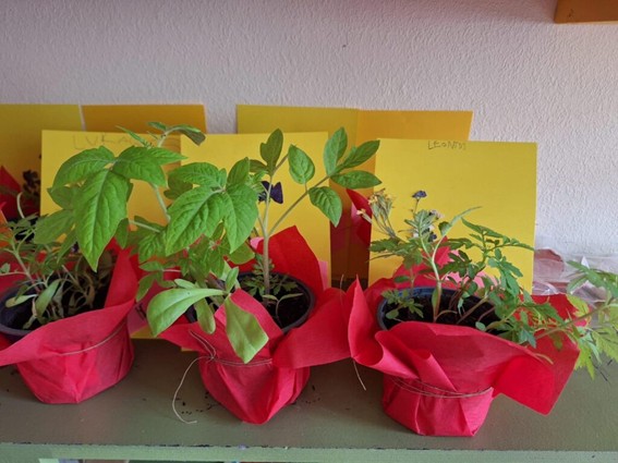 Kids go Green, Nordplus project. Plants in the making.